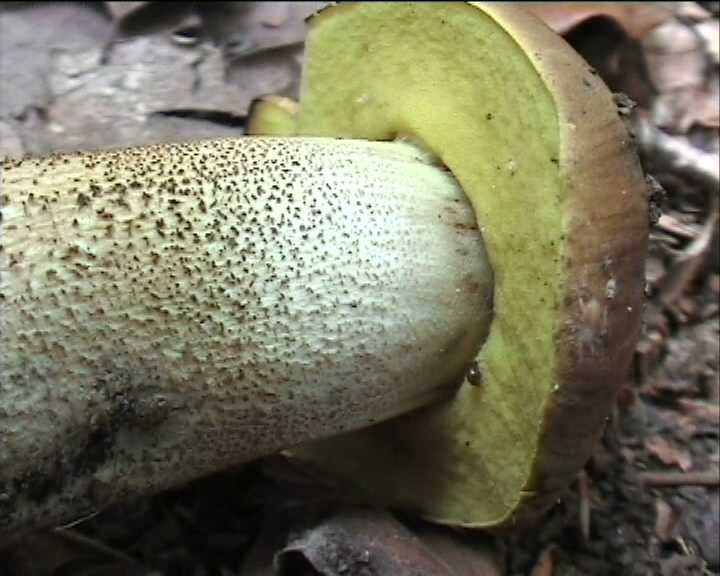 Leccinum crocipodium  (letellier)  Watling